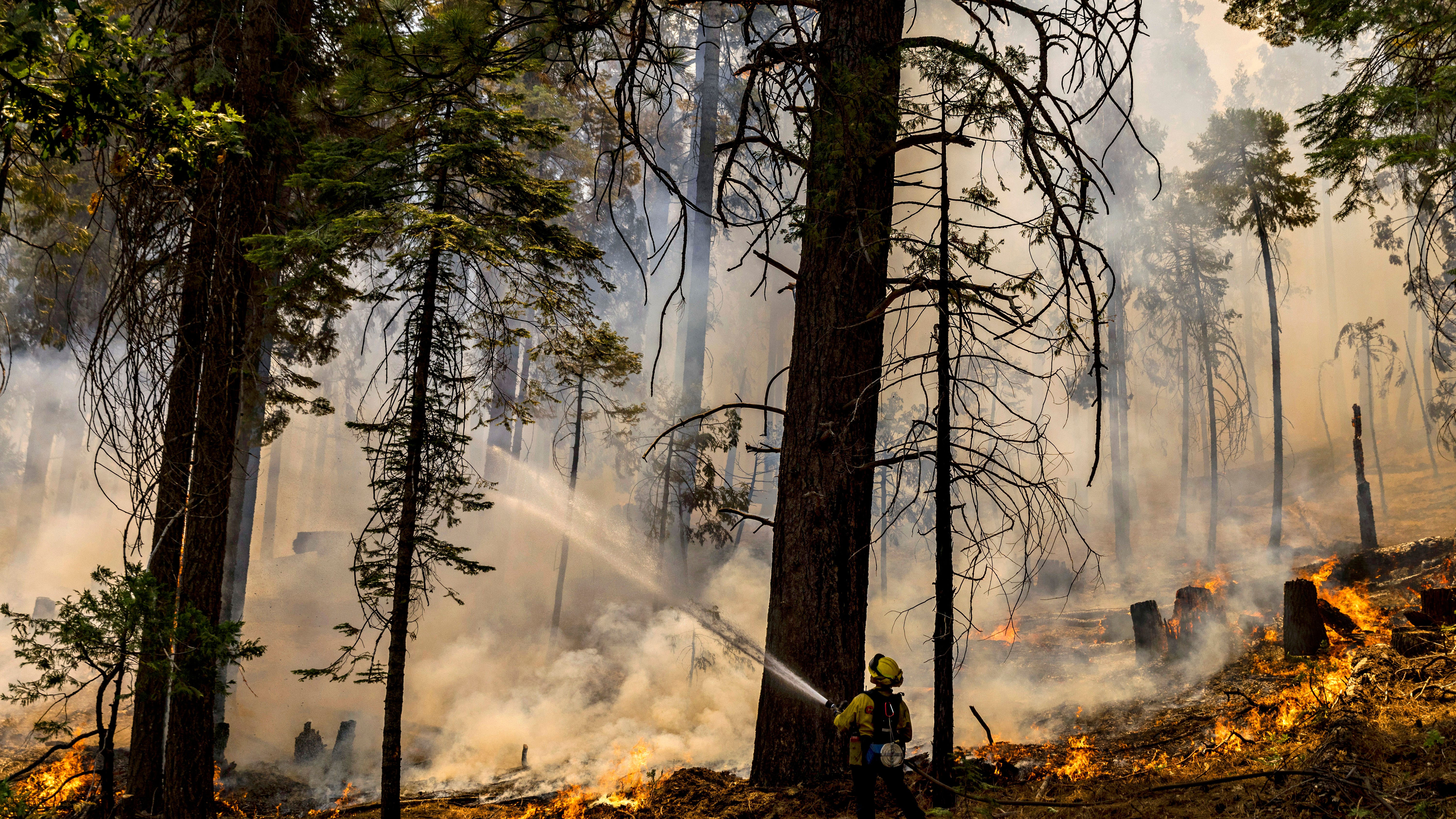 Yosemite wildfire grows, but giant sequoias remain protected