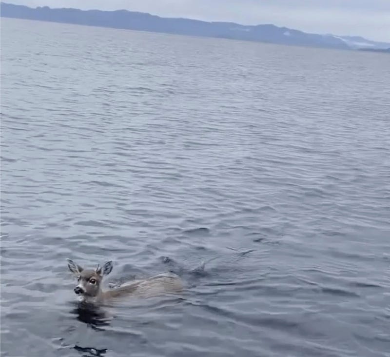 Alaska Deer Rescue