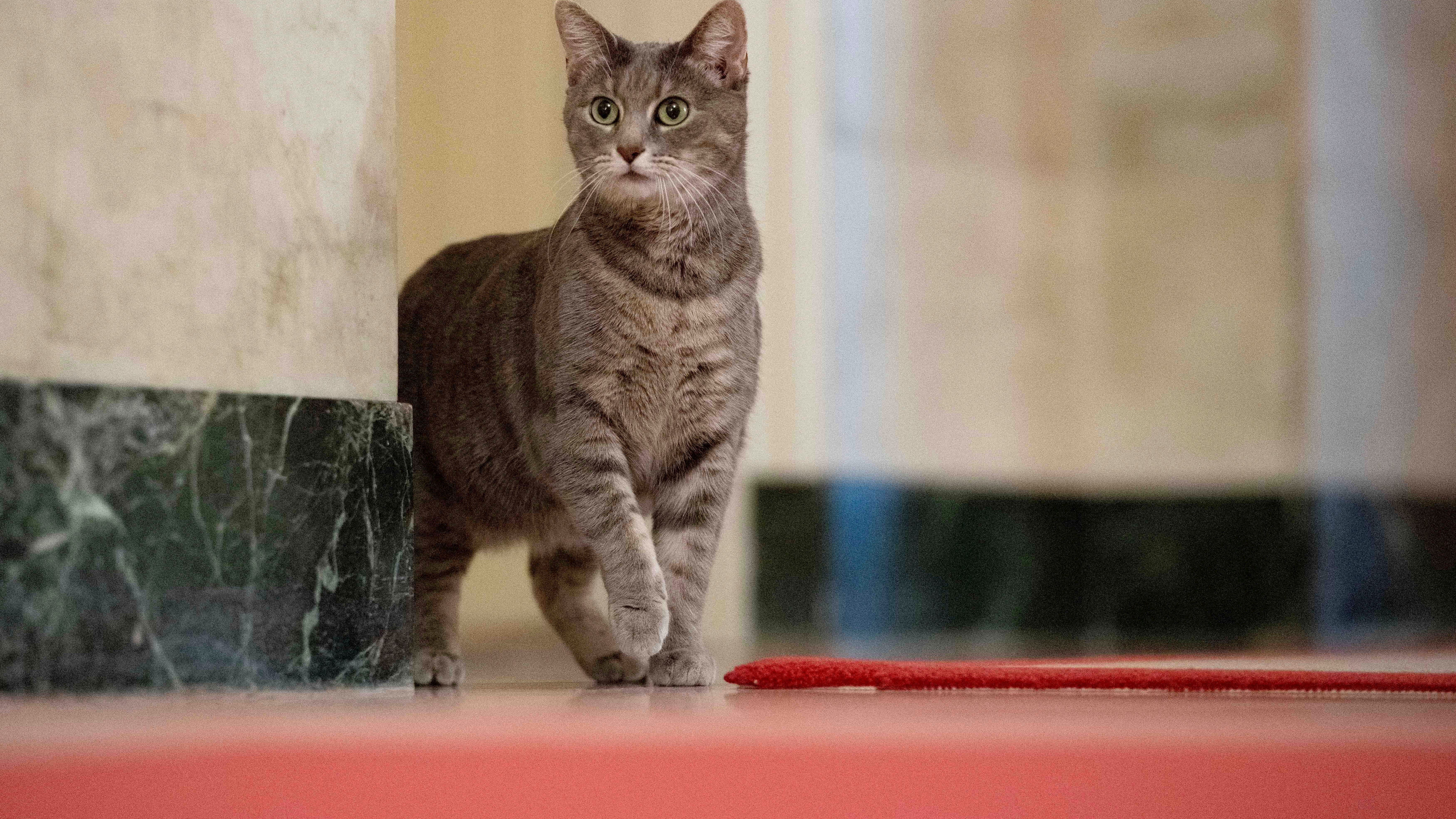 Here, kitty: Bidens welcome cat named Willow to White House