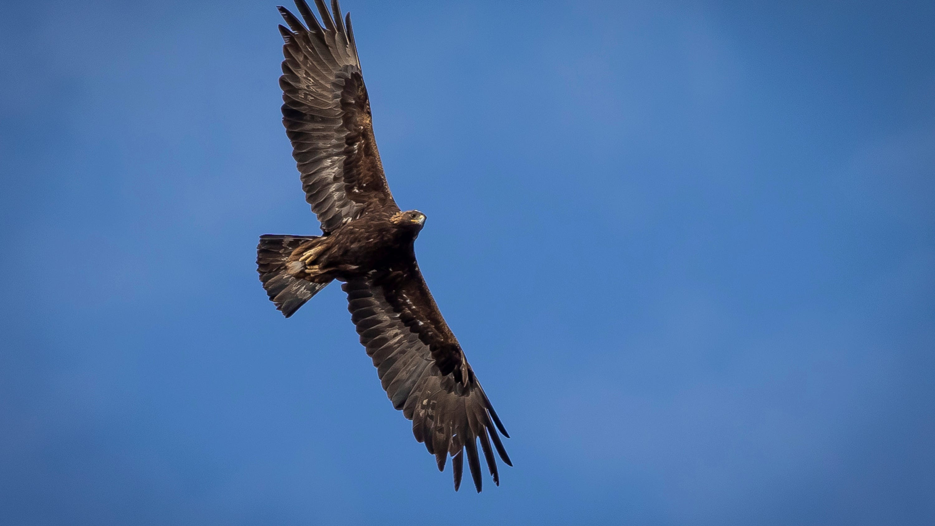 Wind energy company kills 150 eagles in US, pleads guilty