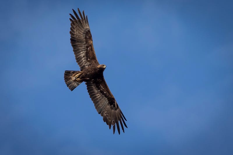 Eagles Killed Wind Turbines