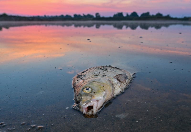 Germany Poland Polluted River