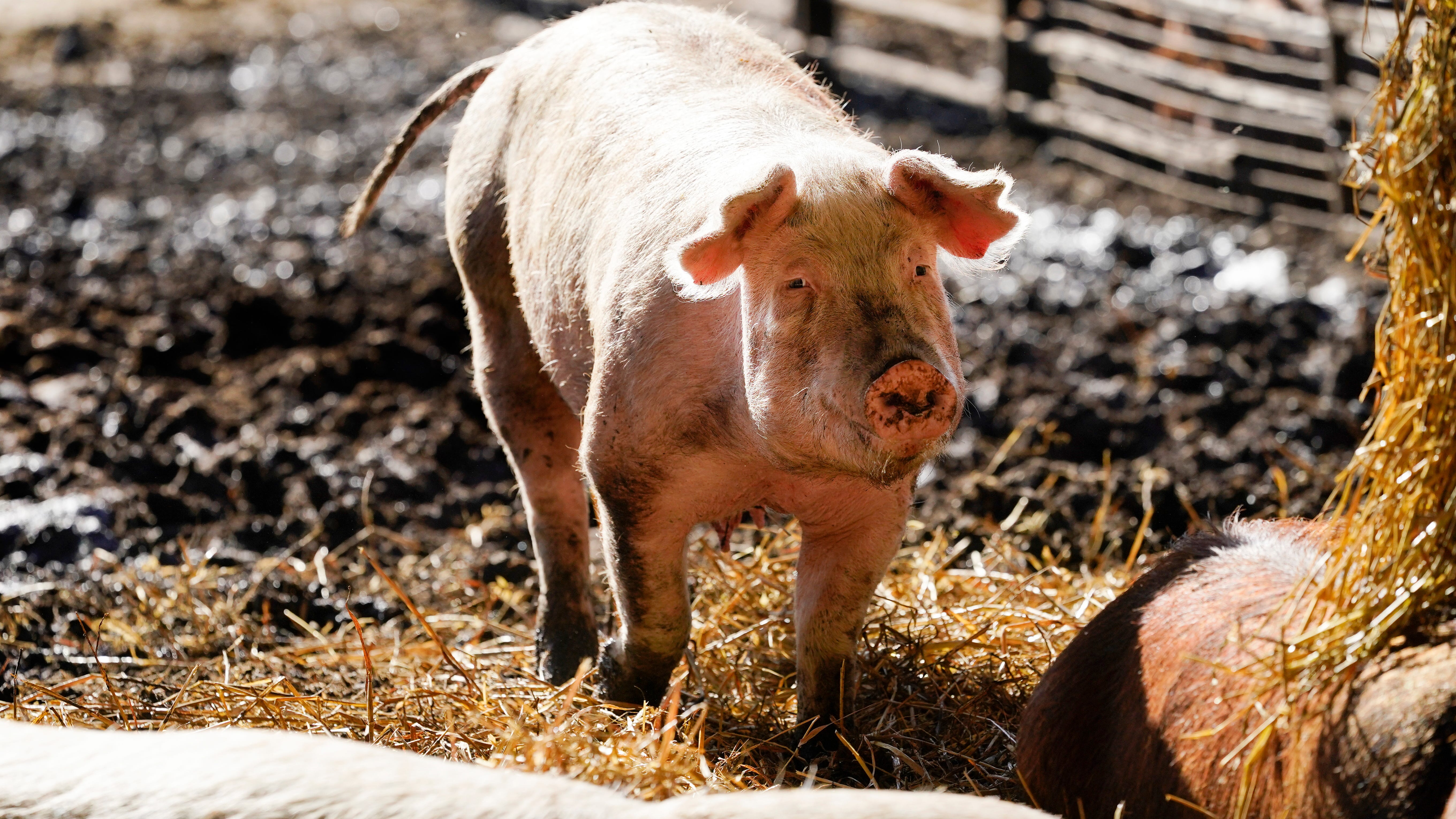 Will new bacon law begin? California grocers seek delay