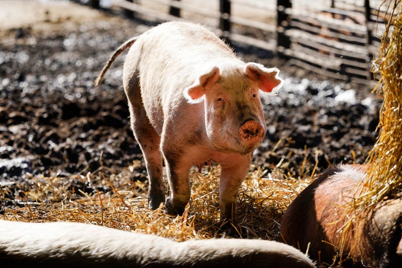 Pork Prices California