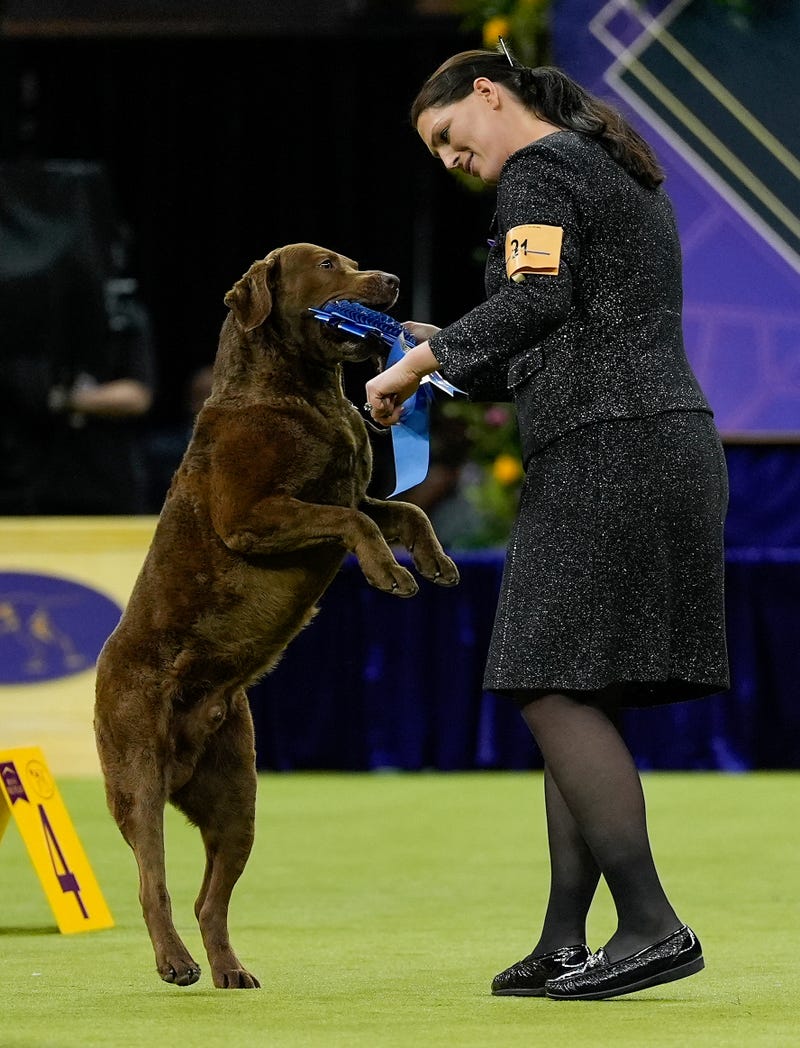 Westminster Dog Show