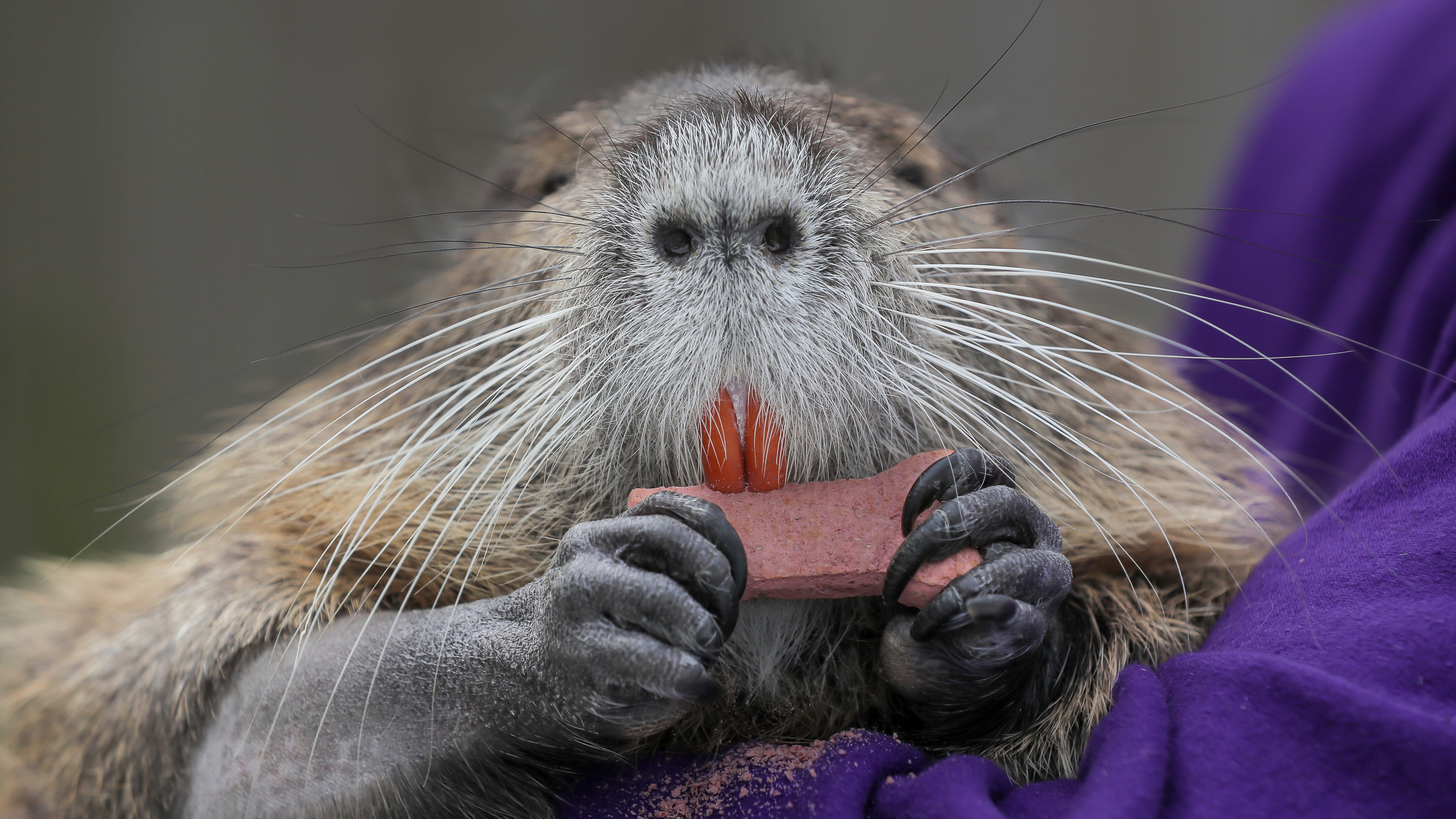 State says Louisiana family must give up beloved pet nutria