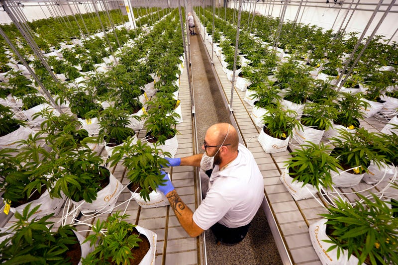 Election 2022-Marijuana-What's Next