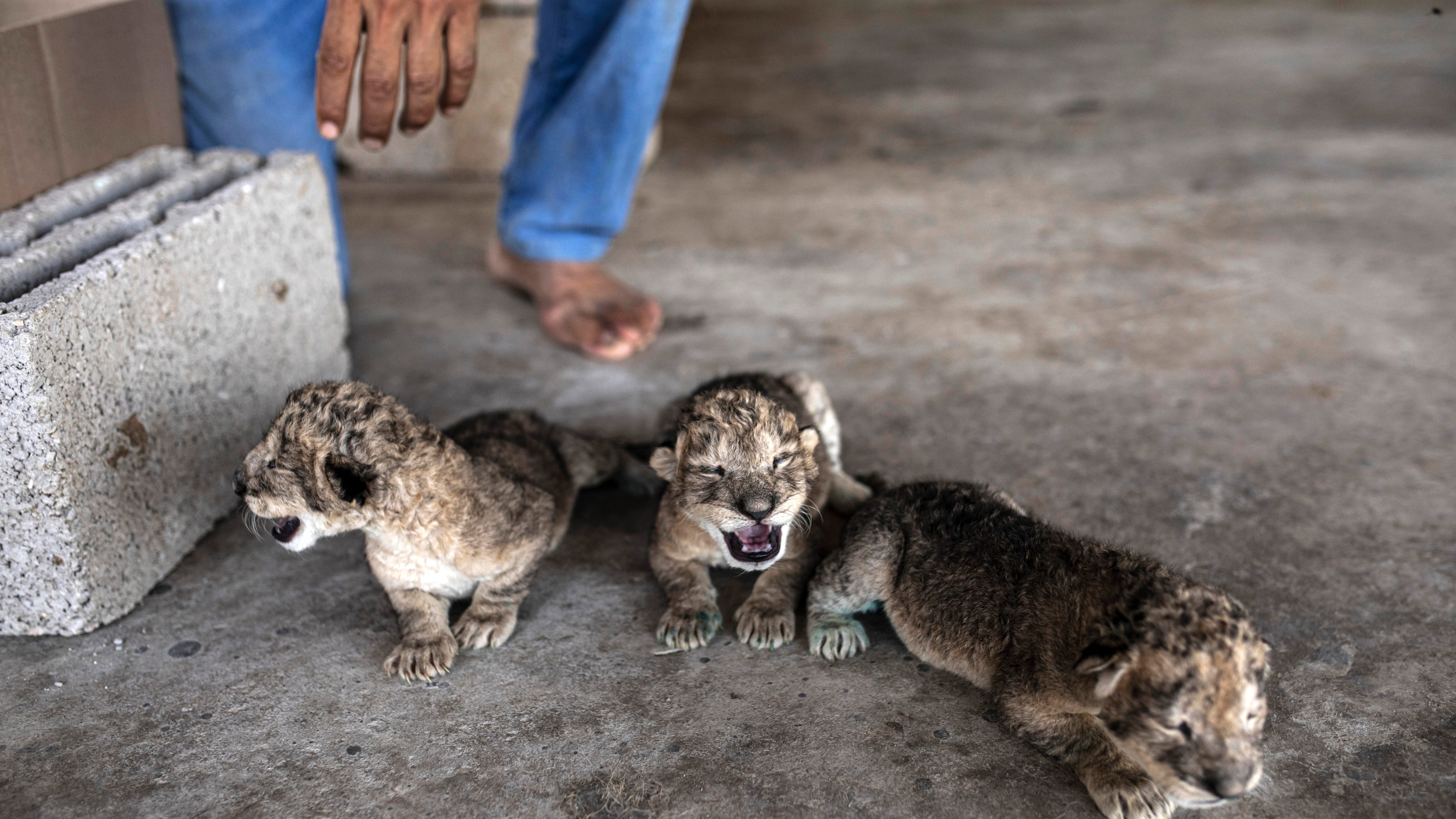 3 newborn lion cubs a rare joyous sight in war-scarred Gaza