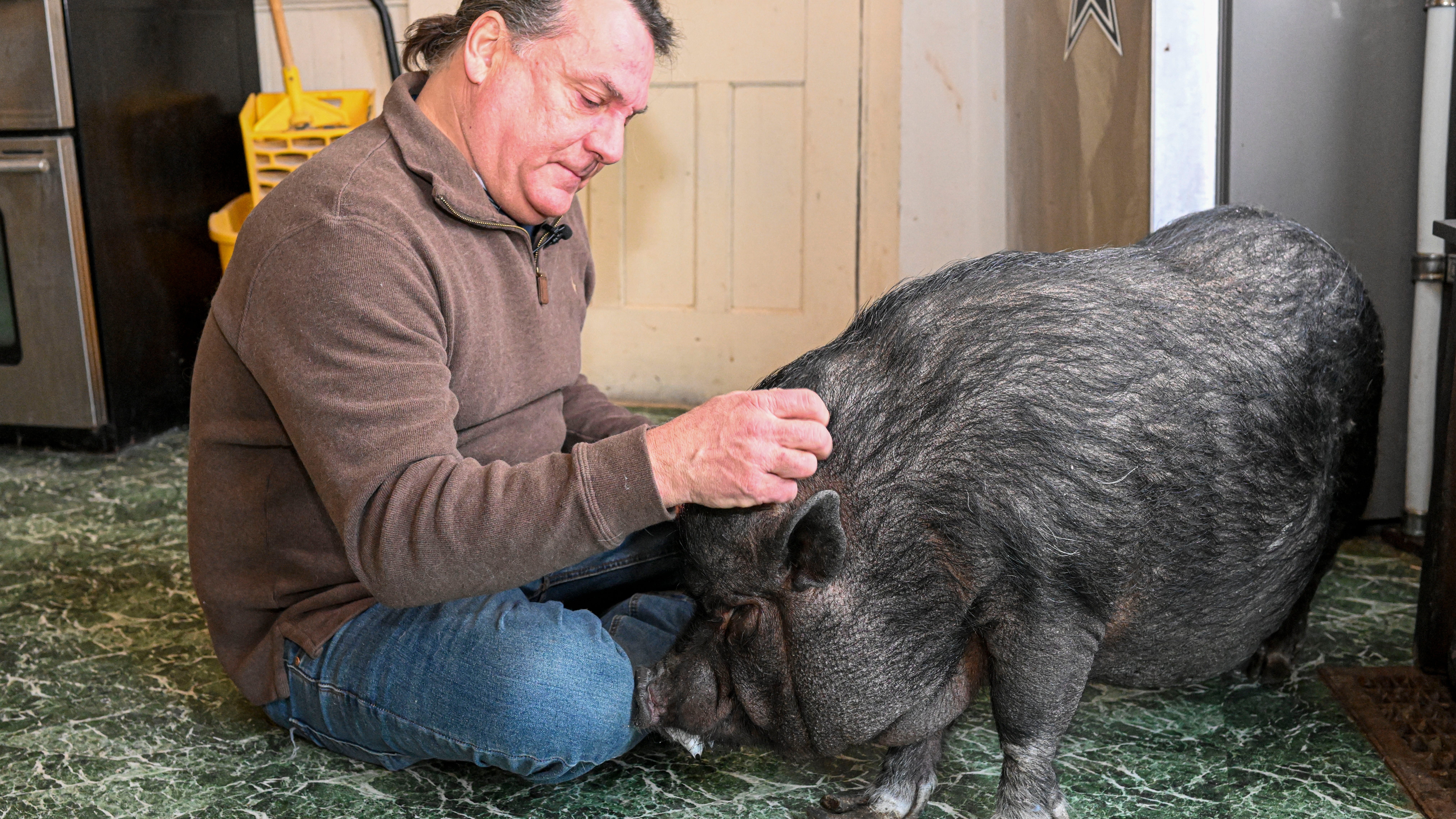 Emotional support or hogwash? Man fights to keep his pet pig