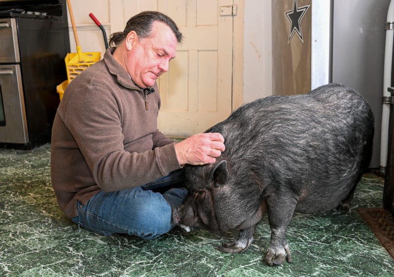 Emotional Support Pig