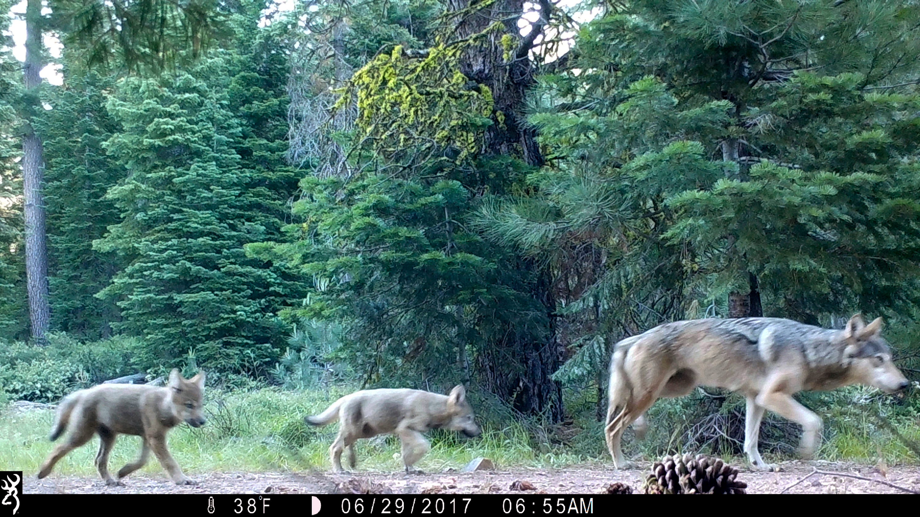 Wolves scare deer and reduce auto collisions 24%, study says