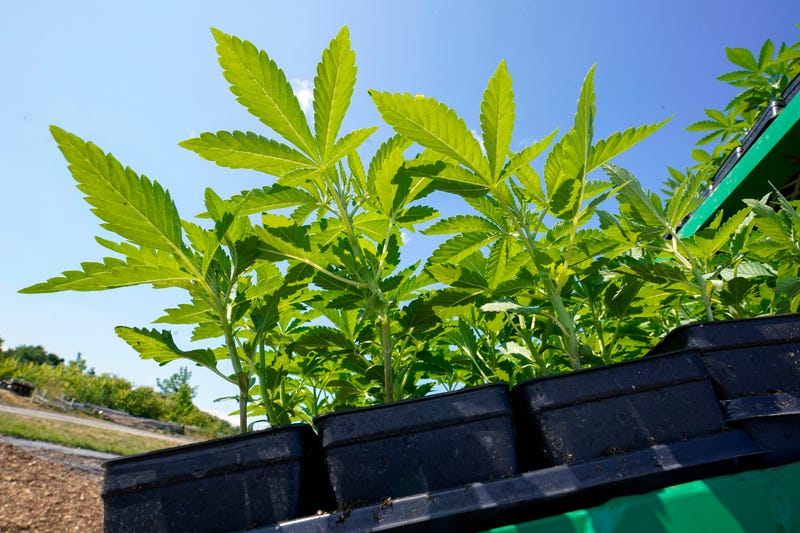 New York Marijuana Licenses