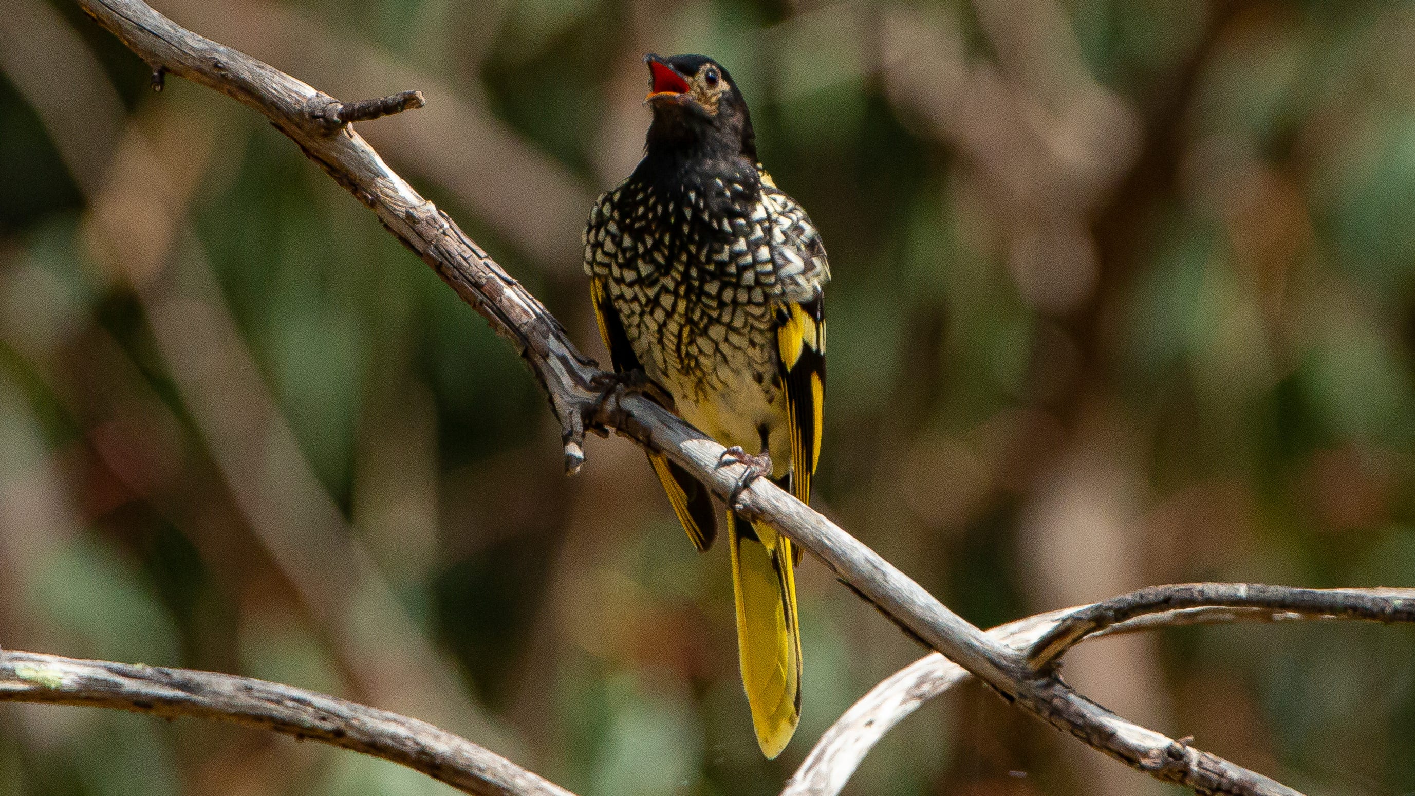As endangered birds lose their songs, they can't find mates