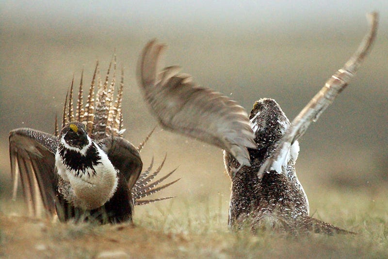 Sage Grouse-Biden