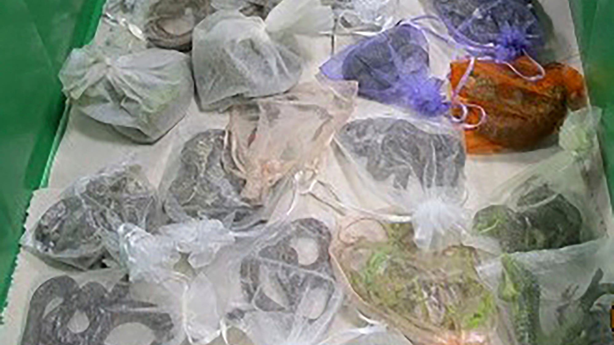 Feds: Man smuggled 1,700 reptiles from Mexico, Hong Kong