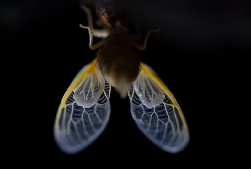 Cicada Explainer