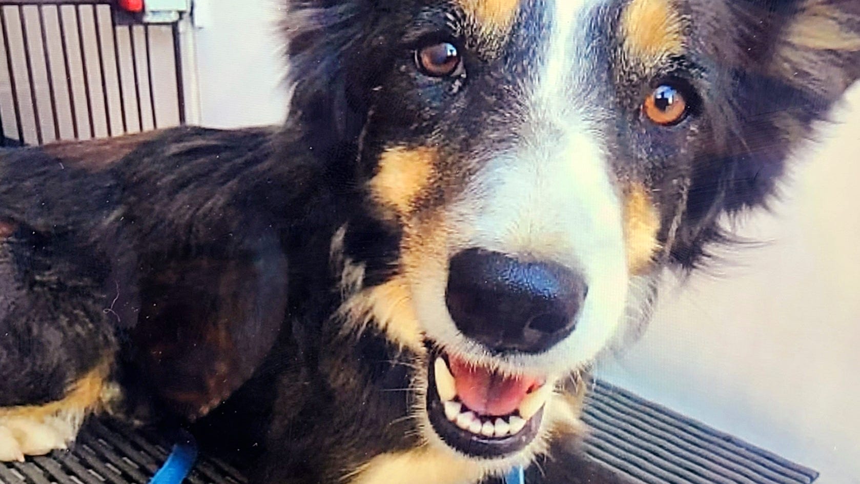 Colorado dog that was missing for 2 weeks rescued from ledge