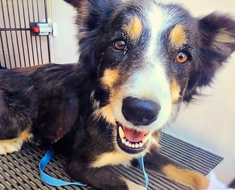 Dog Ledge Rescue