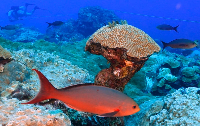 Climate Texas Coral Reefs