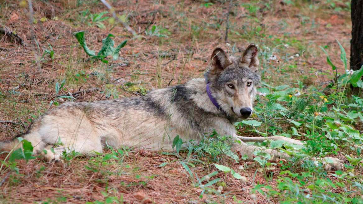 Oregon-born gray wolf dies after 'epic' California trek
