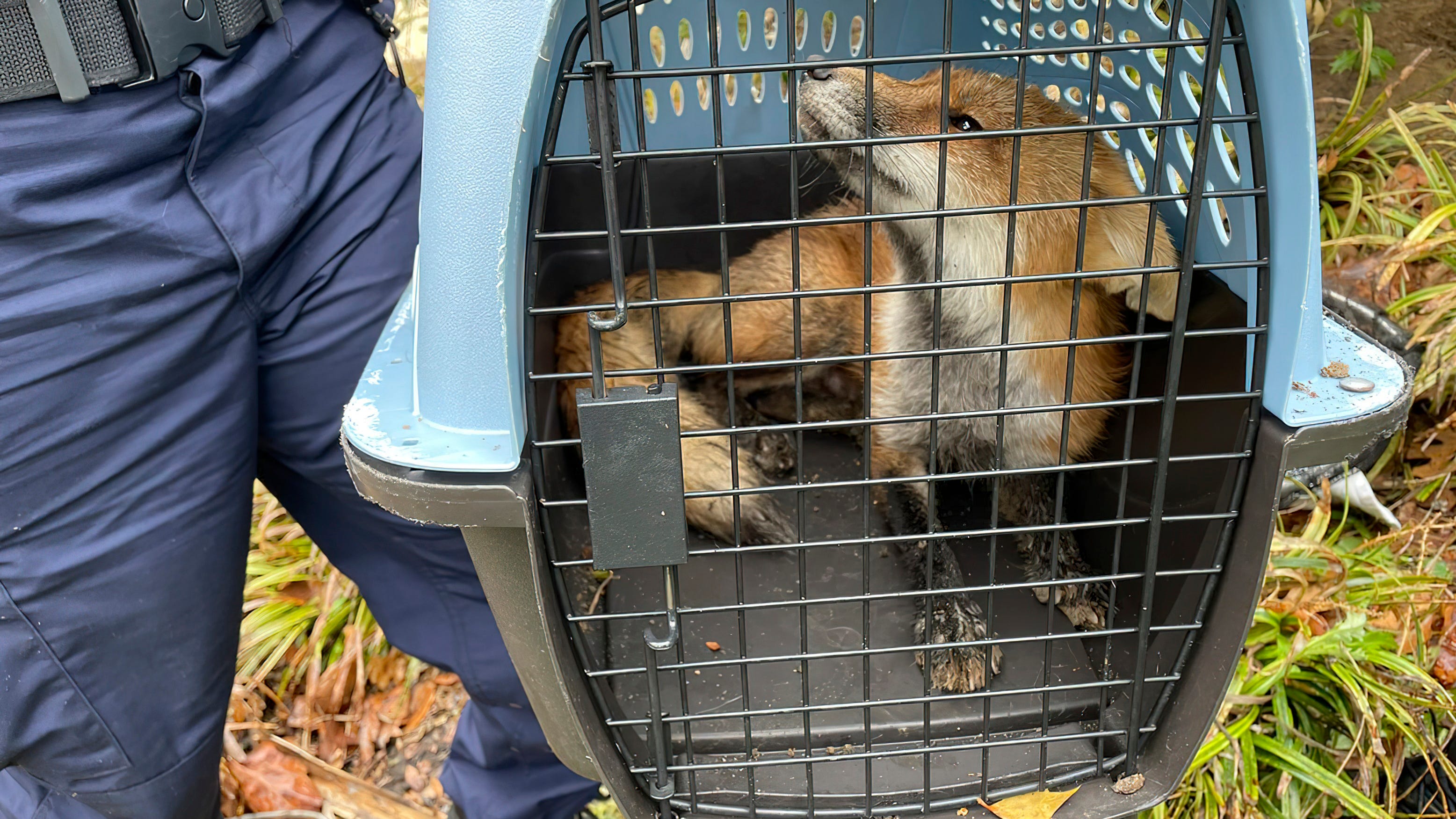 Fox bites man, putting Capitol Hill on high alert