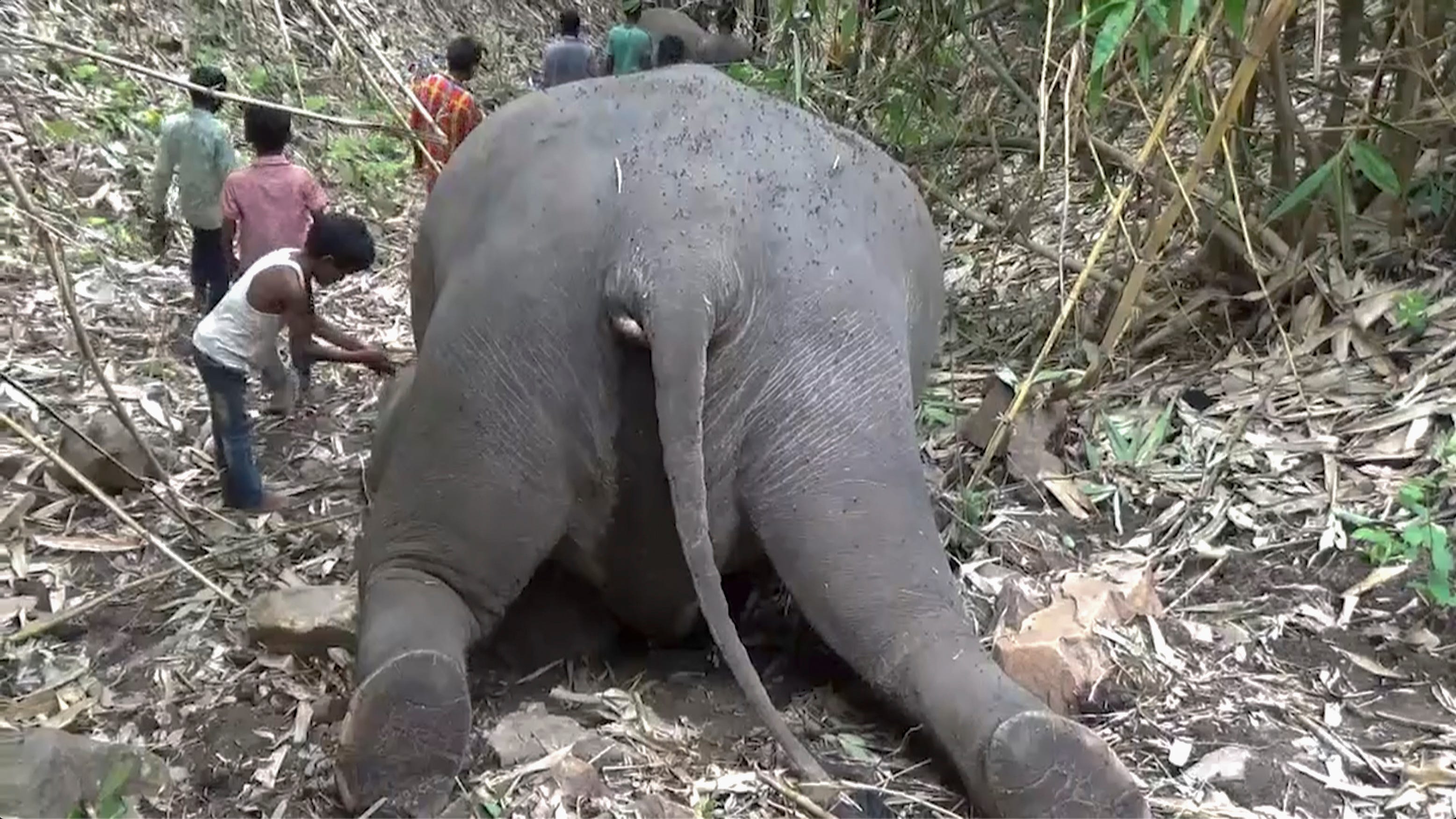 Lightning suspected of killing 18 Asiatic elephants in India