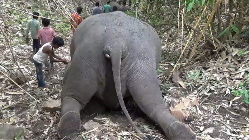 India Elephants Killed