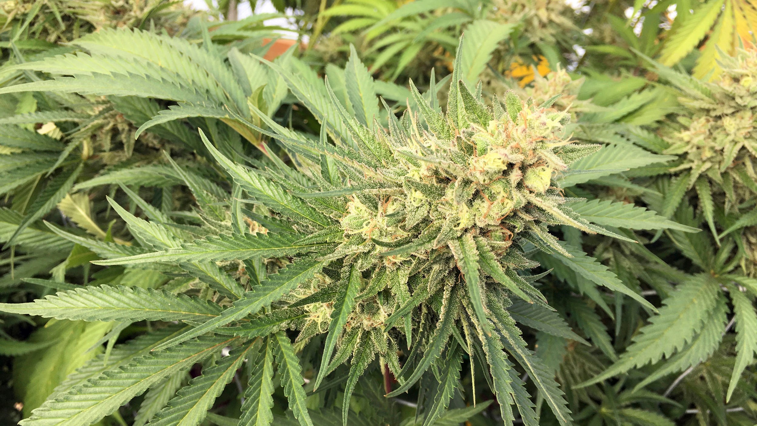 Oregon illegal pot grows: More calls to send National Guard