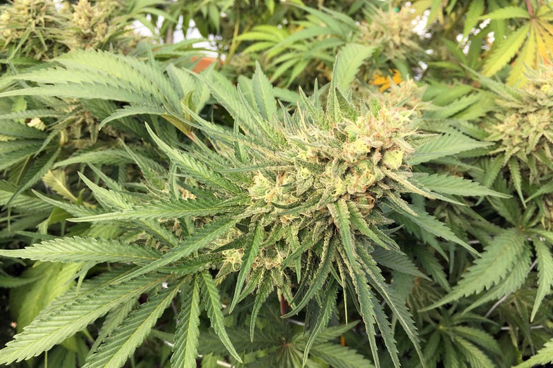 Oregon Marijuana National Guard