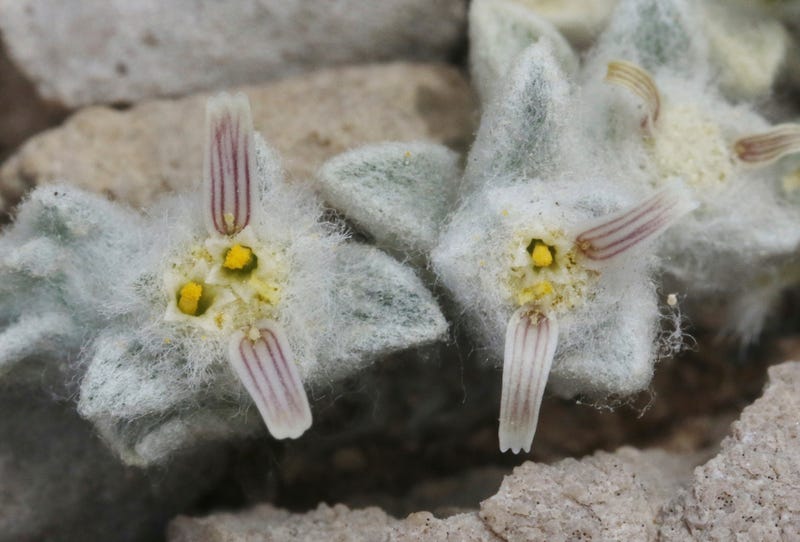 New Flower Discovery