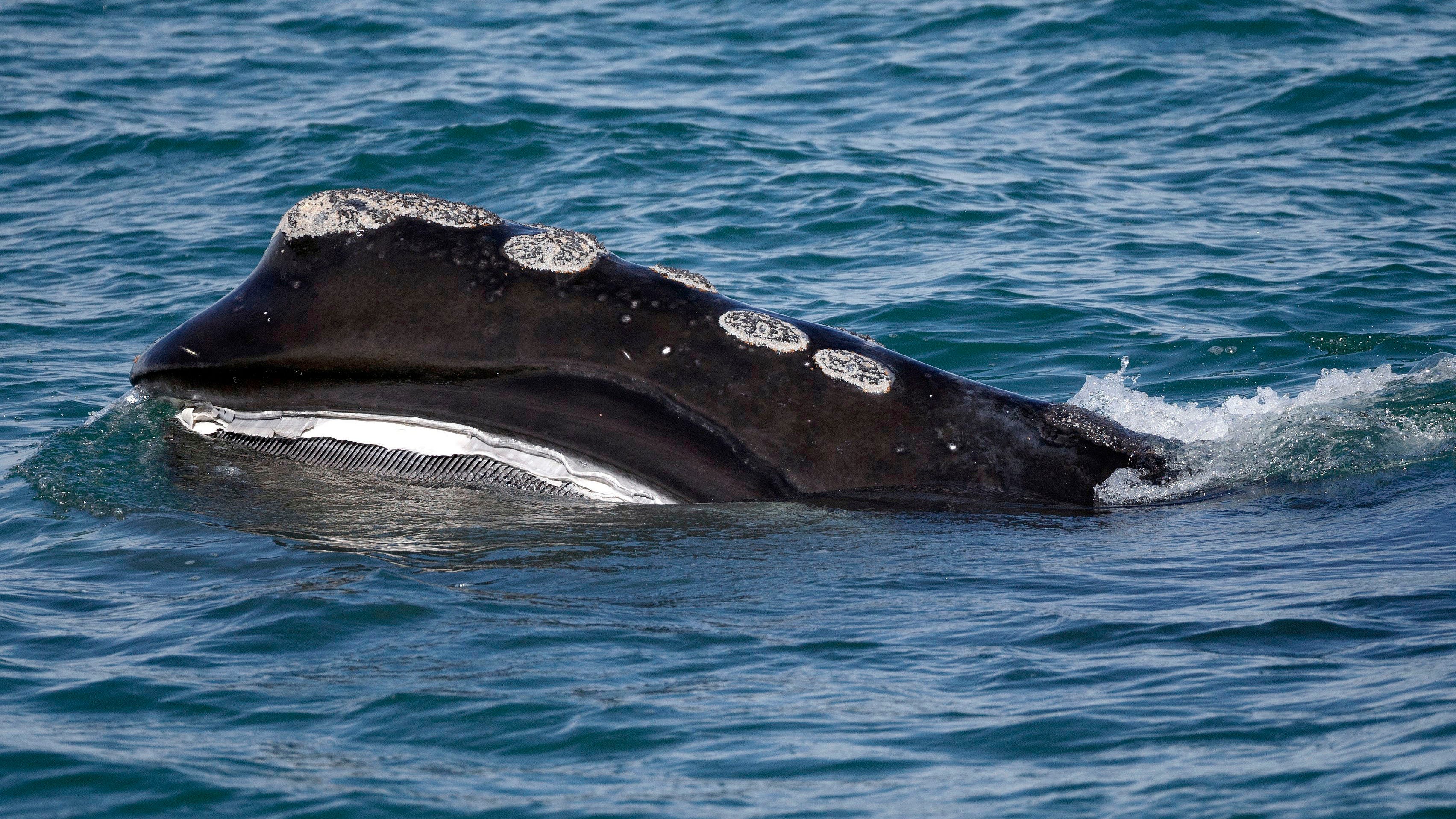 Endangered whale's decline slows, but population falls again