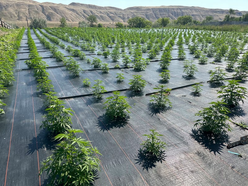 Legal Marijuana-Pesticide