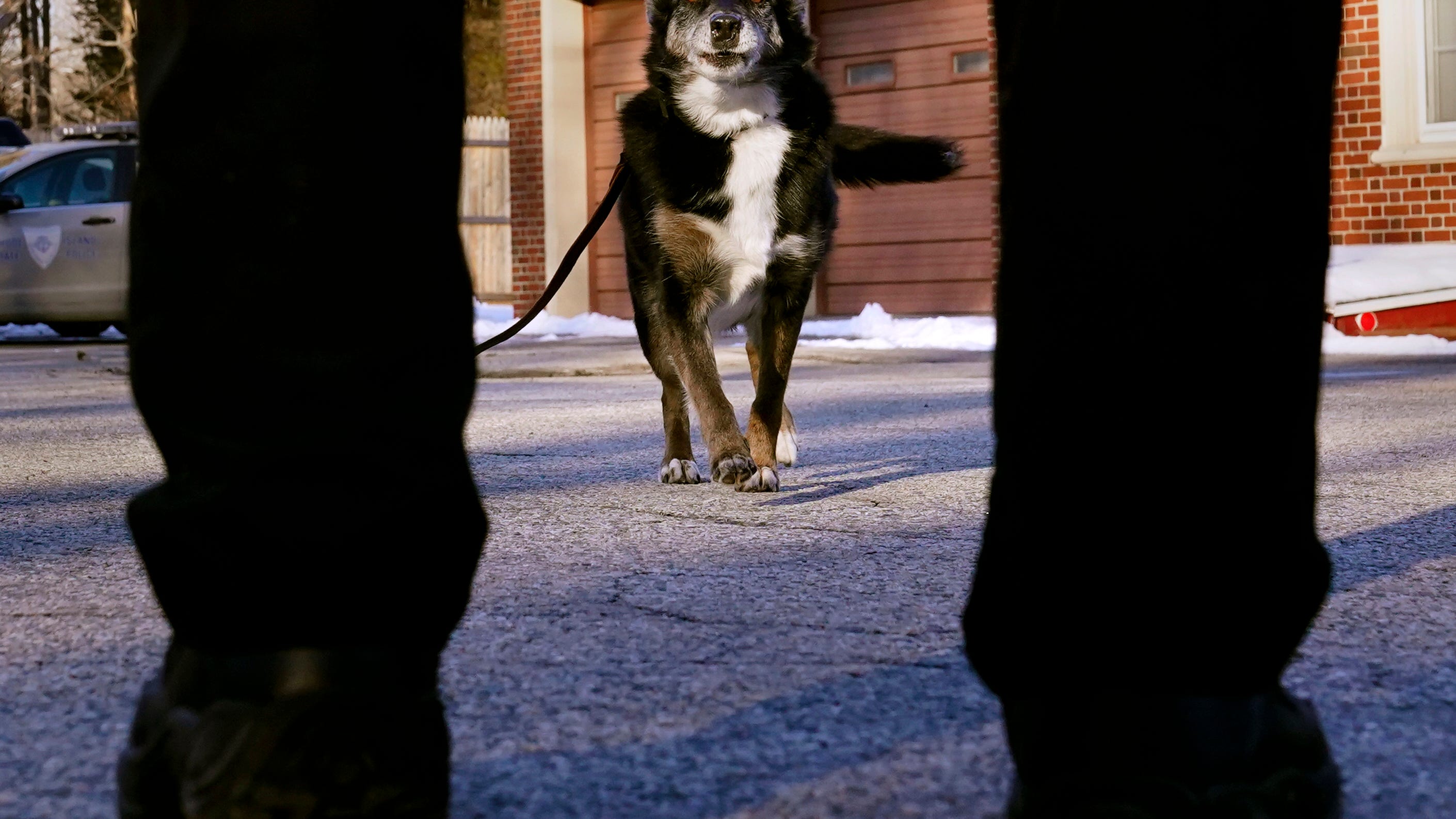 K-9 featured in Netflix's 'Rescued by Ruby' euthanized