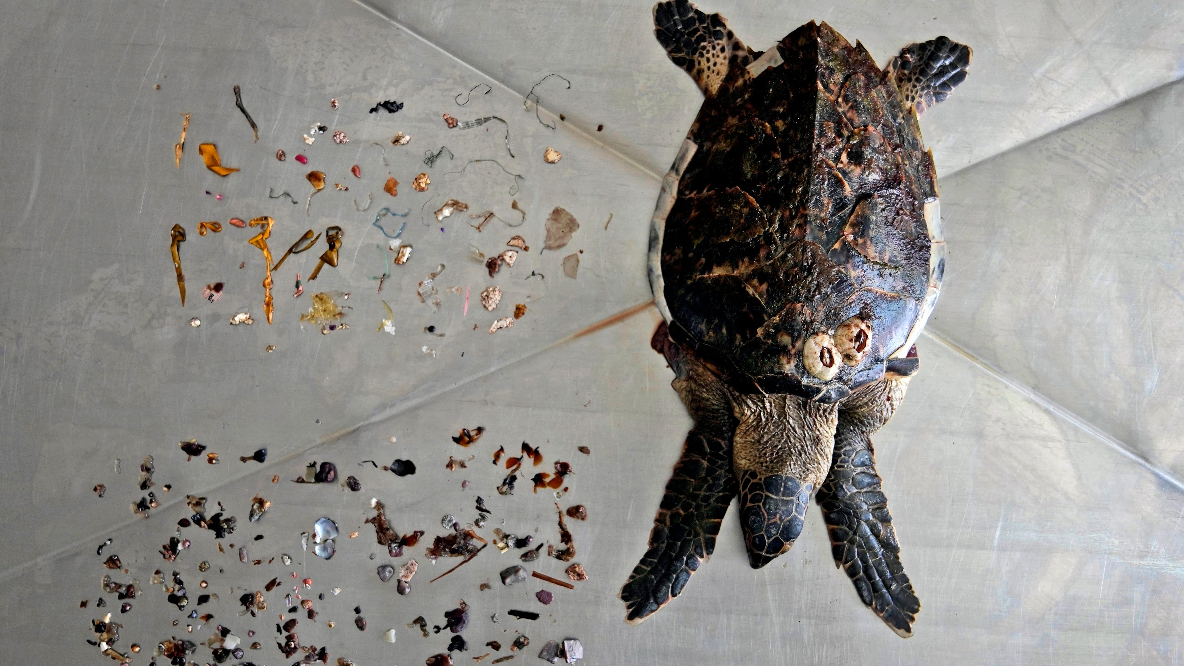Plastic pollution in oceans on track to rise for decades
