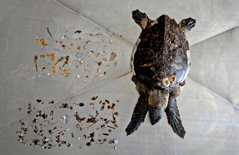 Emirates Dying Turtles