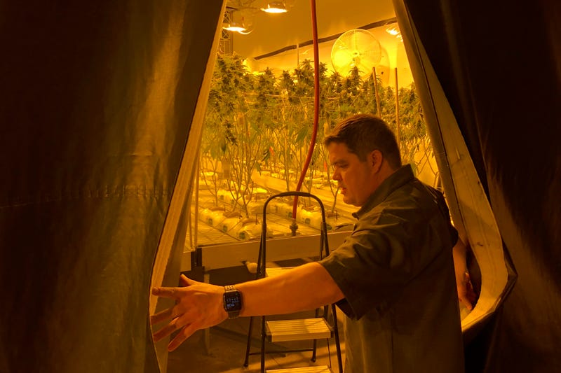 Legal Marijuana-Surviving the Market