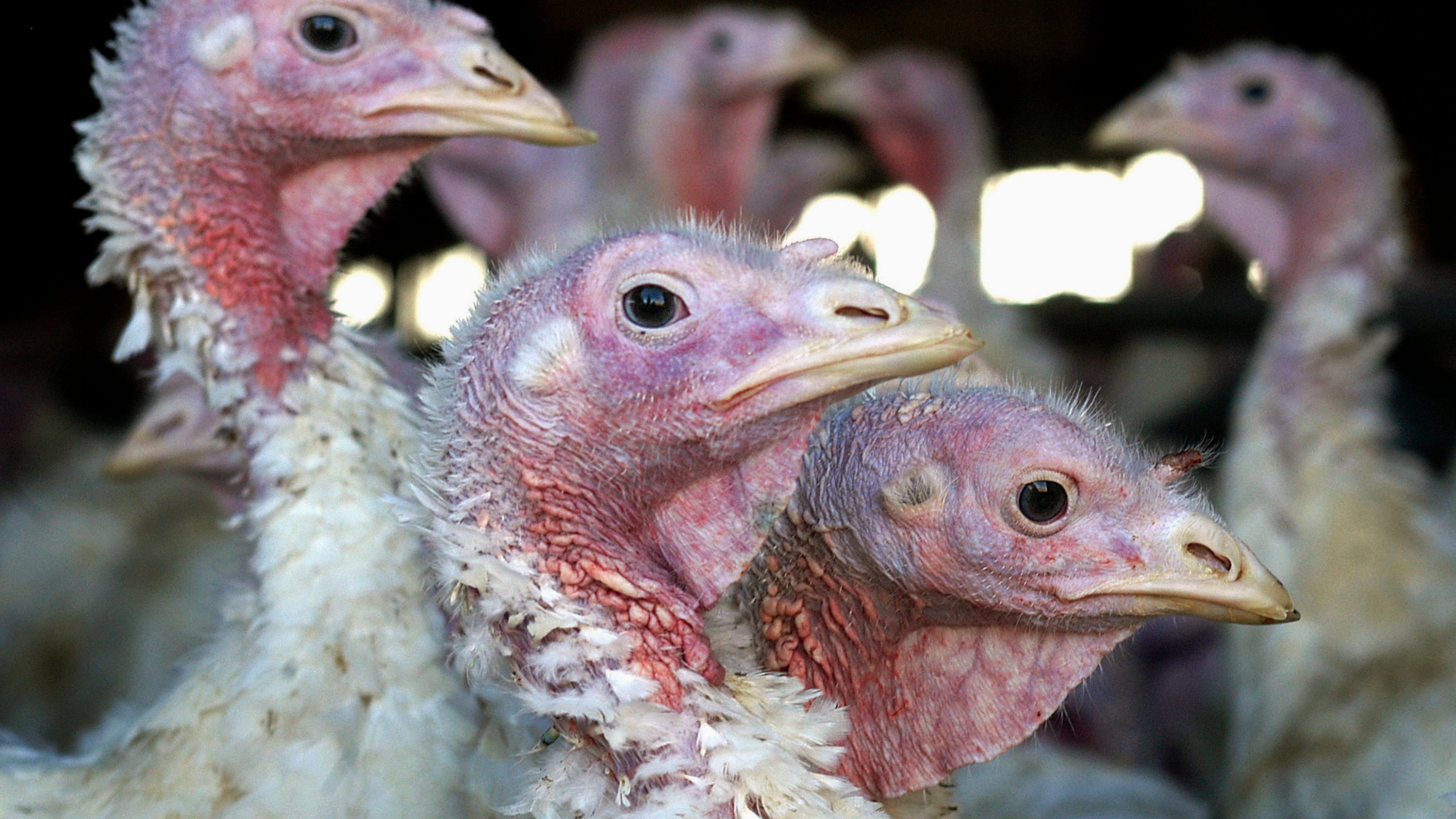 Deadly bird flu returns to Midwest earlier than expected