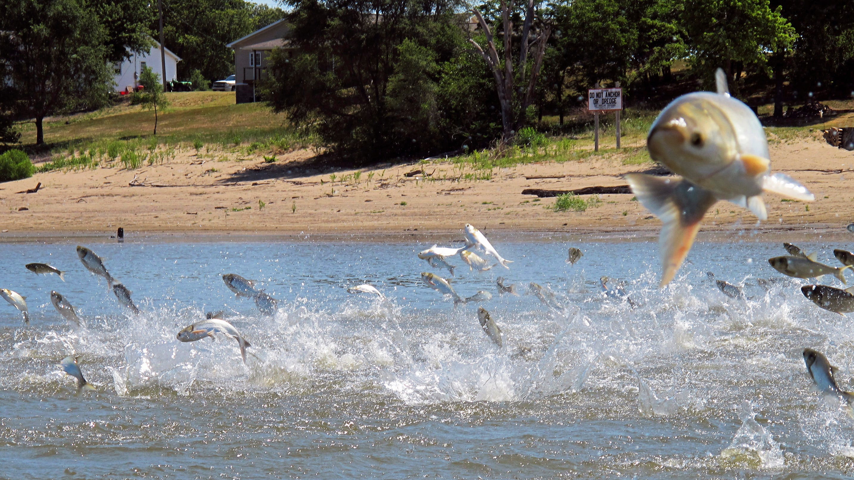Worries over racism, waterways inspire push to rename fish
