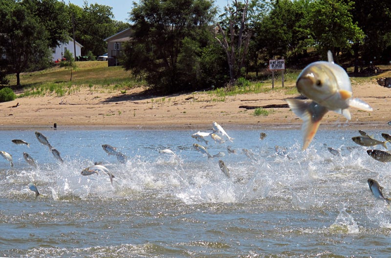 Quest For Carp Name