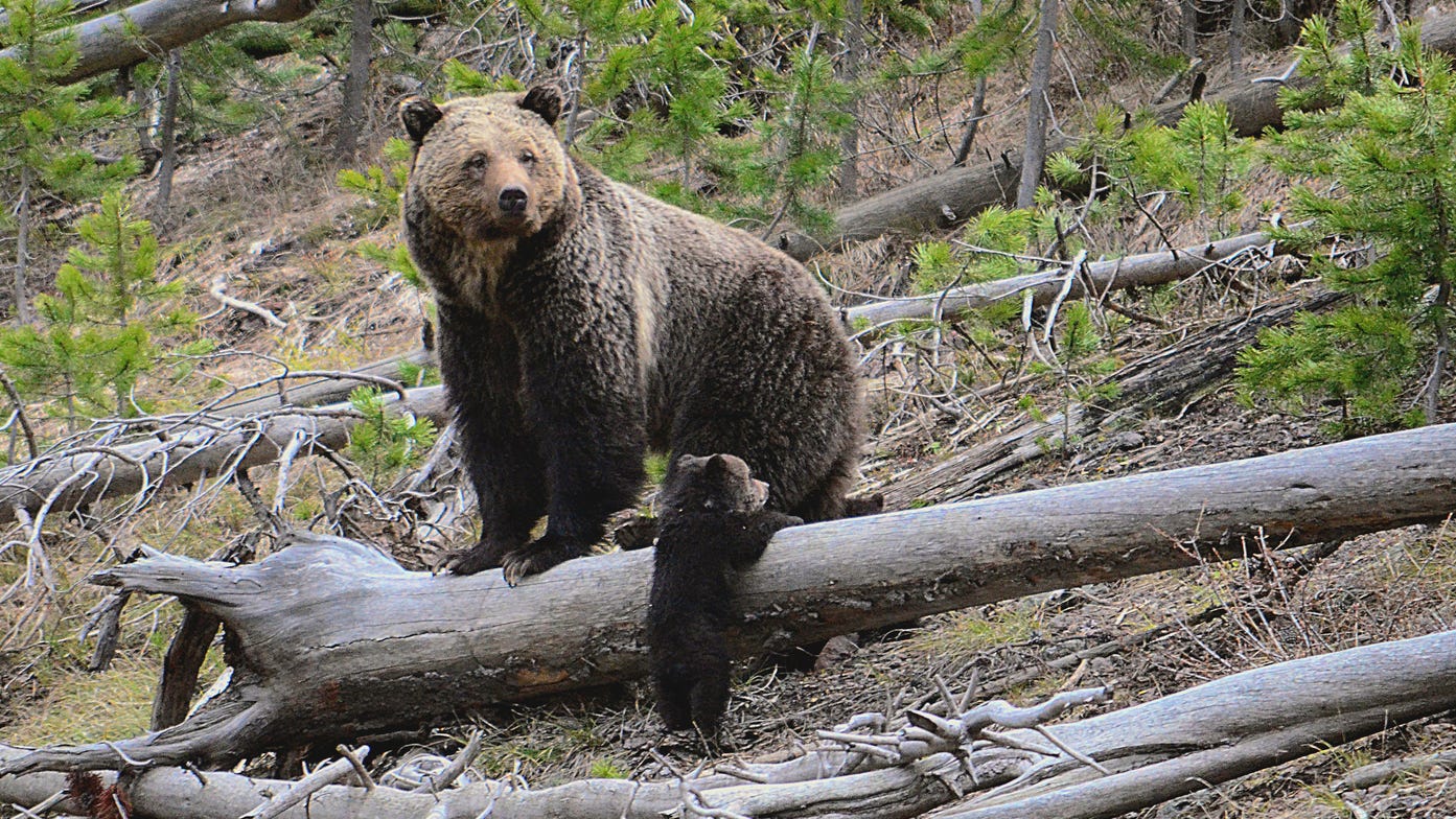 US may lift protections for Yellowstone, Glacier grizzlies