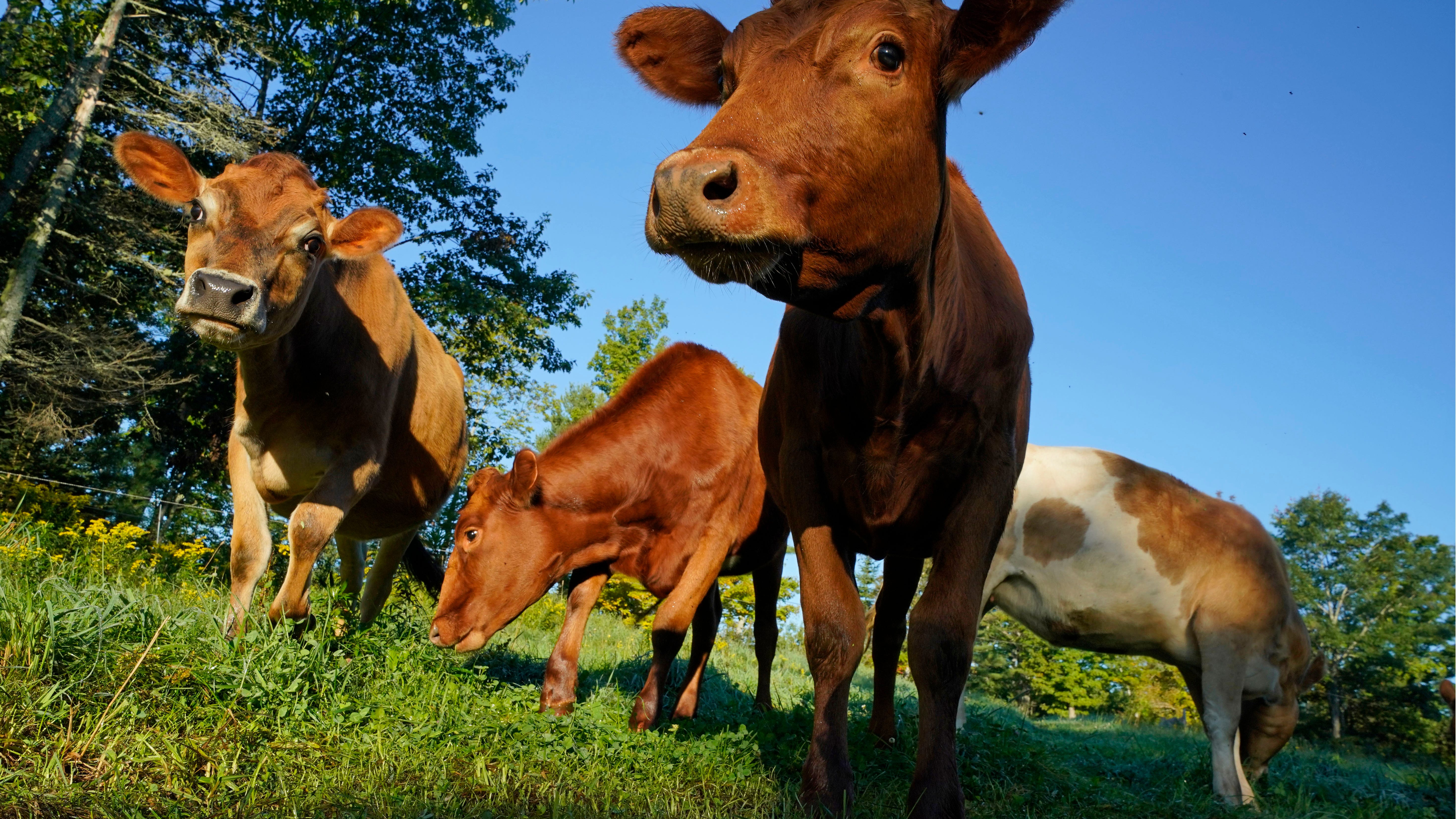 US beefs up campaign to ensure accurate animal welfare claims on meat, poultry packaging