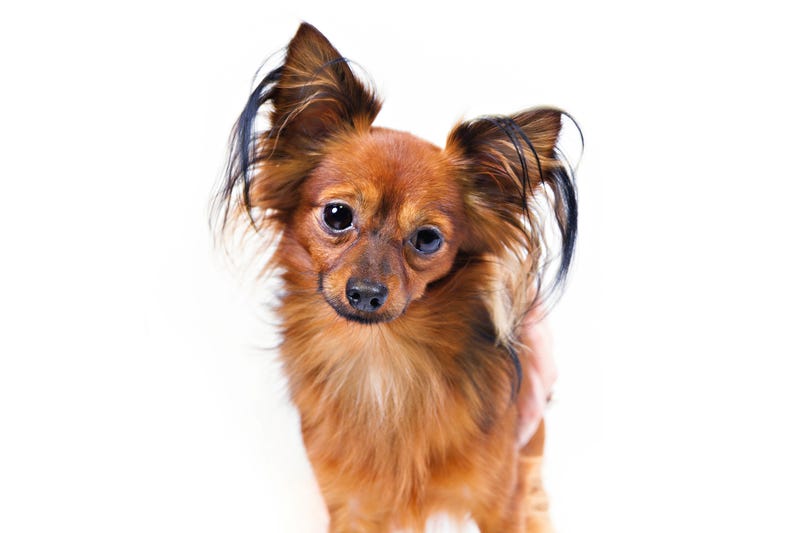 New Dog Breeds