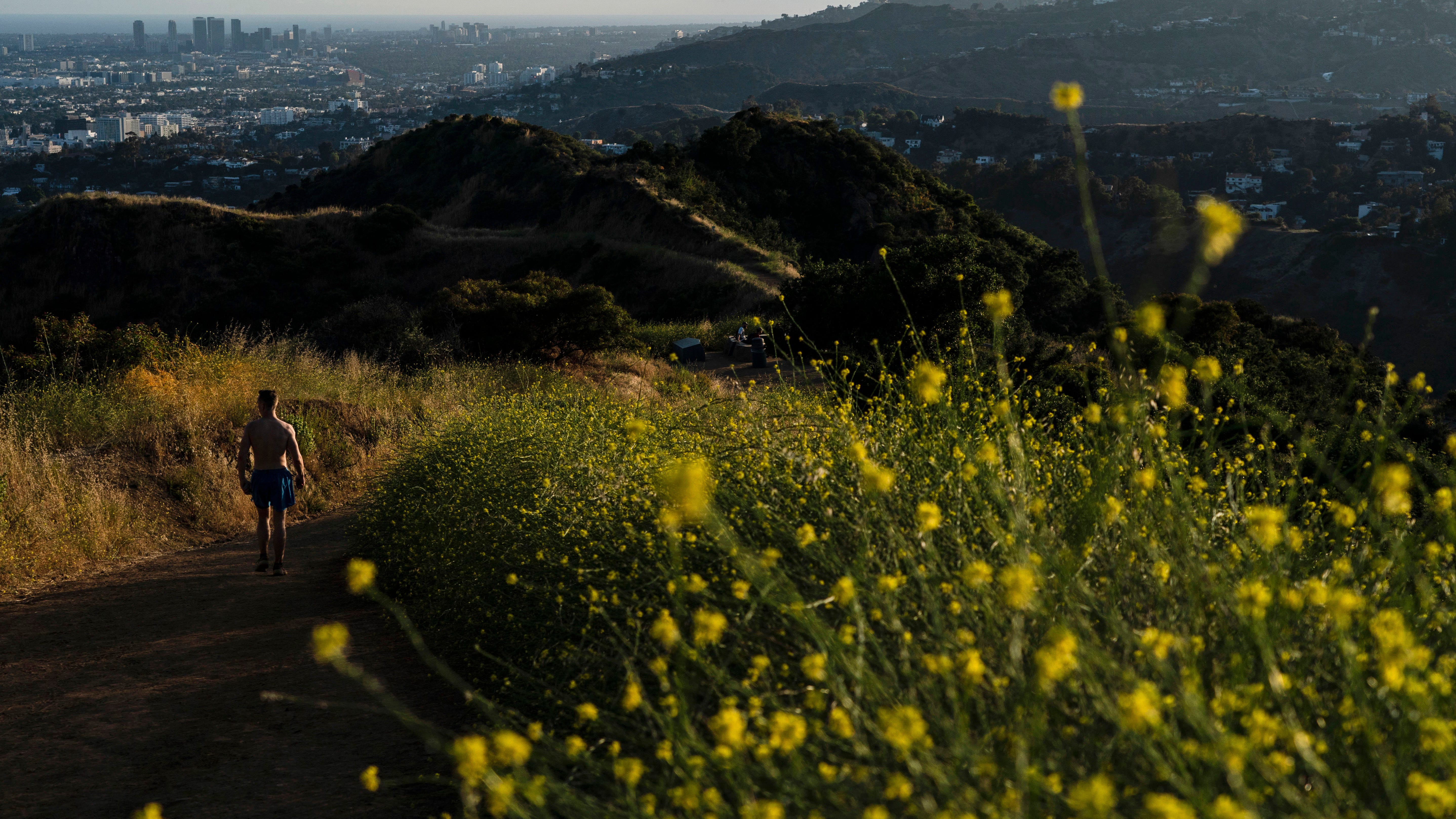 California artists, chefs find creative ways to confront destructive 'superbloom' of wild mustard