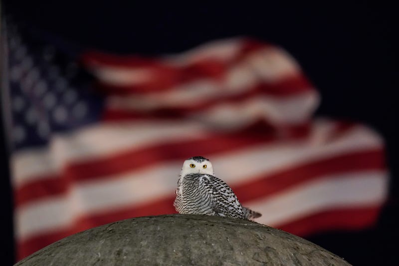 APTOPIX Snowy Owl Washington Monuments