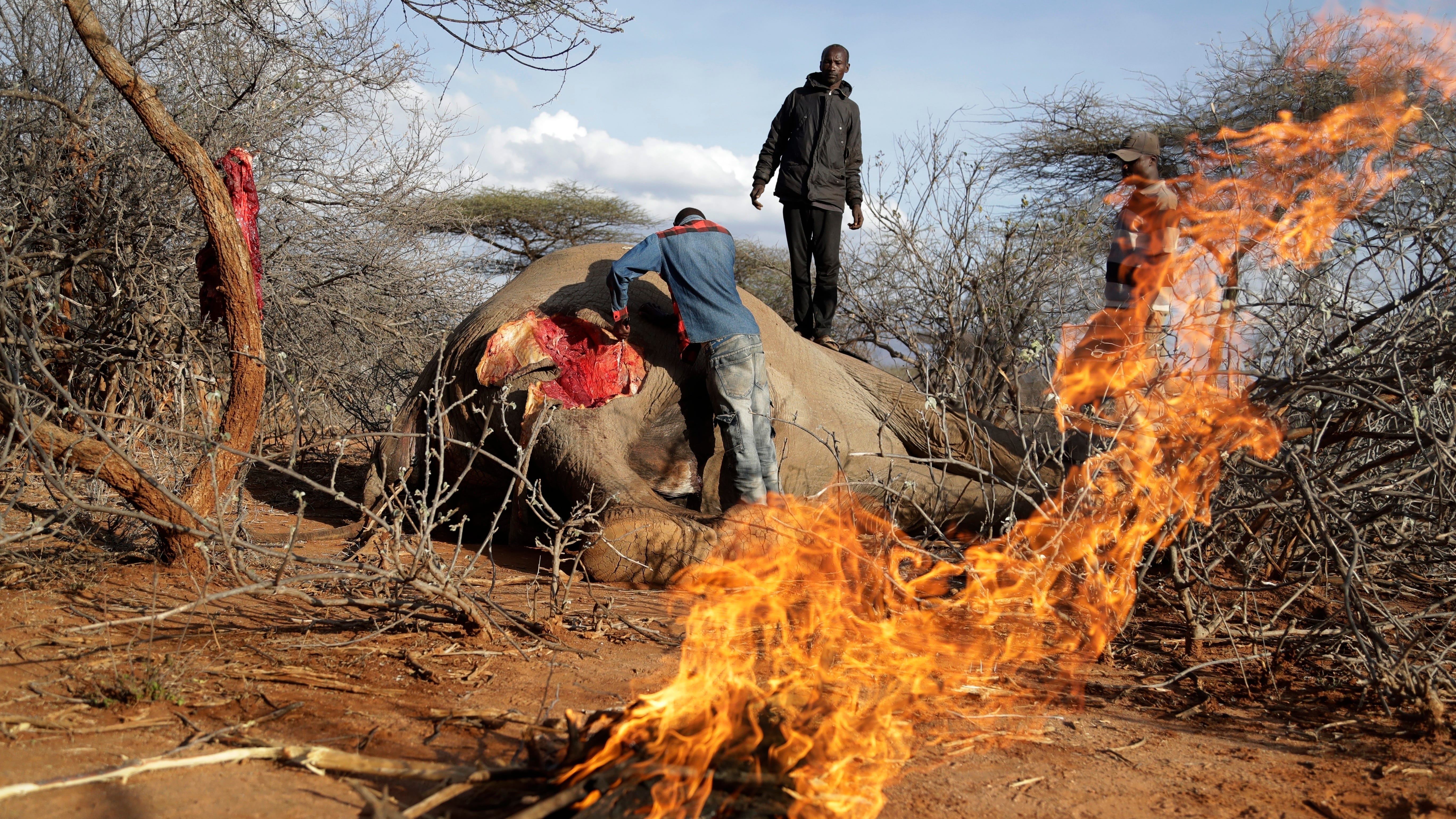 Officials talk biodiversity as drought stunts Kenya wildlife
