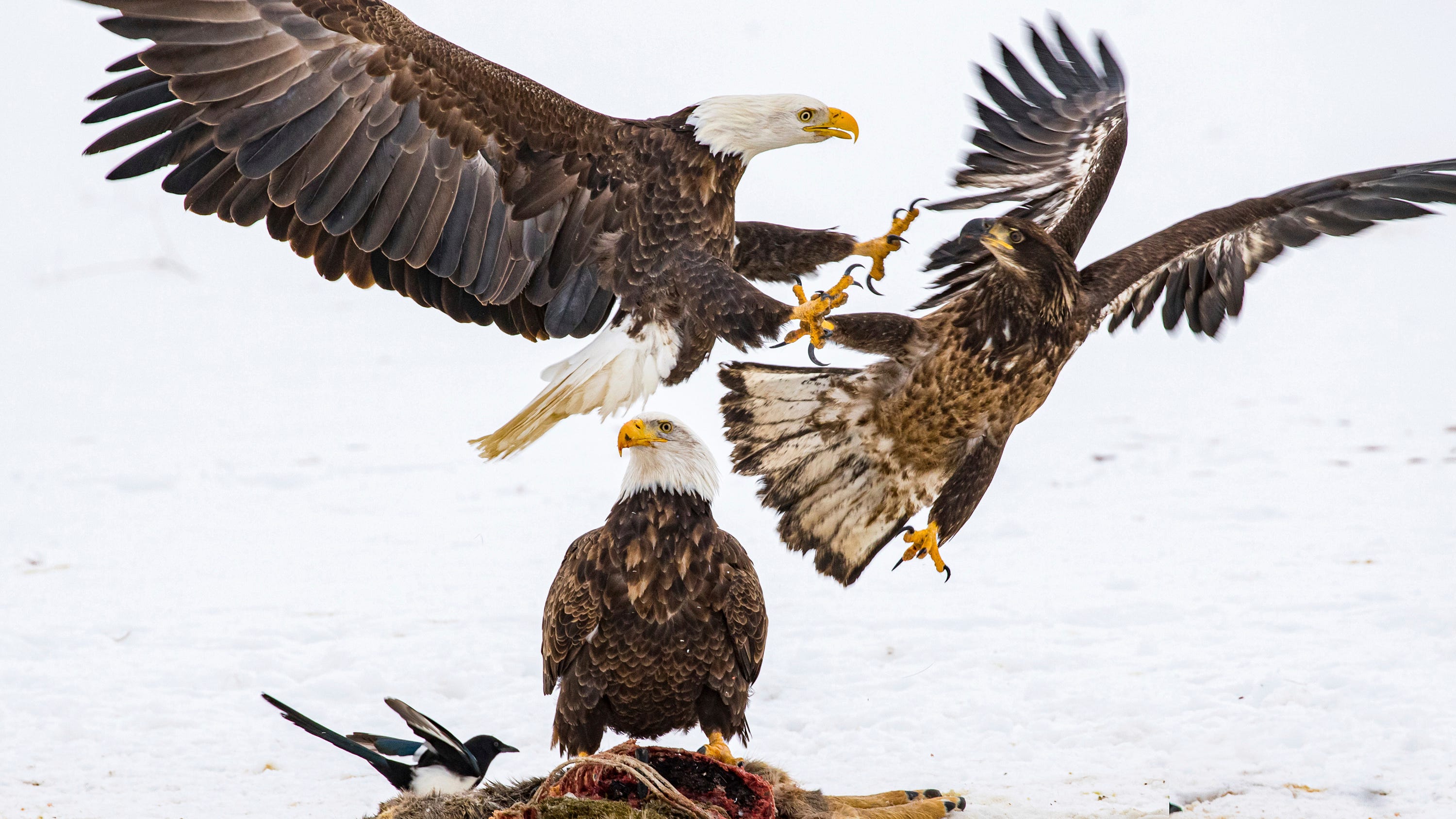 Nearly half of US bald eagles suffer lead poisoning