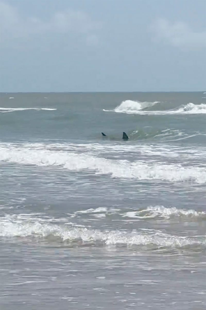 Shark-Bite-South-Padre-Island