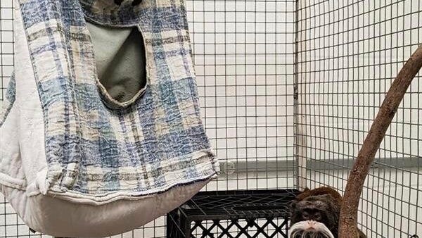 Police: Man arrested in taking of monkeys from Dallas Zoo