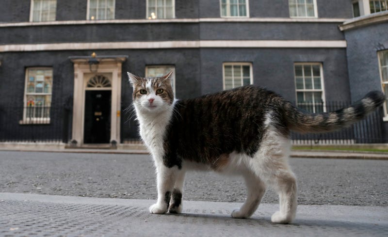 Britain Larry The Cat