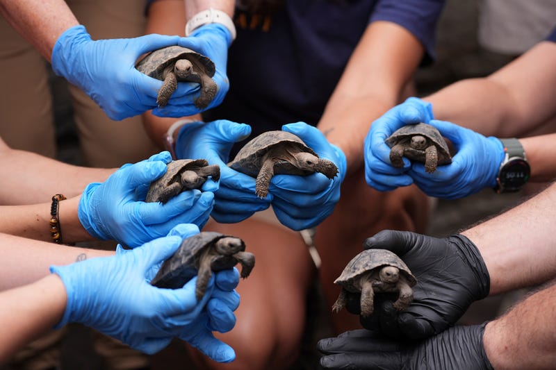 Tortoise Babies